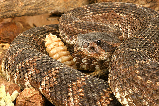 istock Southern Pacific Rattlesnake (Crotalus viridis helleri) 145989818