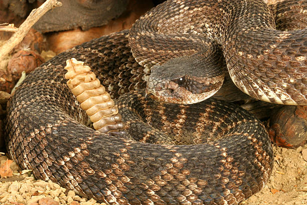 istock Southern Pacific Rattlesnake 145989863
