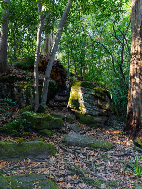istock Serenity in the forest 1459898875