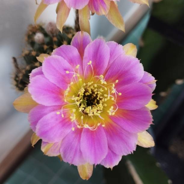 istock Lobivia cactus flowers. 1459898960