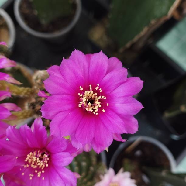 istock Lobivia cactus flowers. 1459898980
