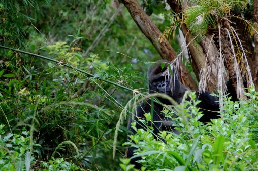A gorilla peers out from behind some greenery.