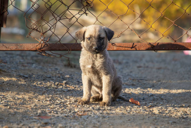 A puppy Kangal dog in front of the iron wire