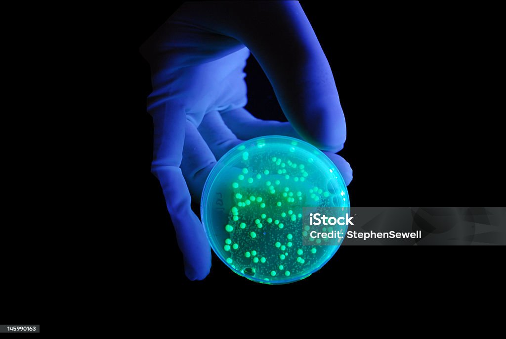 Ręka trzymająca bakterii płytki pod światło UV - Zbiór zdjęć royalty-free (Bakteria)