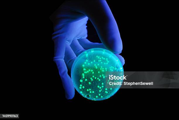 Mão A Segurar A Placa De Bactérias Luz Uv - Fotografias de stock e mais imagens de Bactéria - Bactéria, Luz Ultravioleta - Eletromagnético, Incandescência