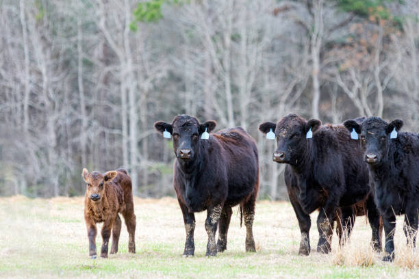 istock Angus cows and calf in winter pasture in AL 1459901736