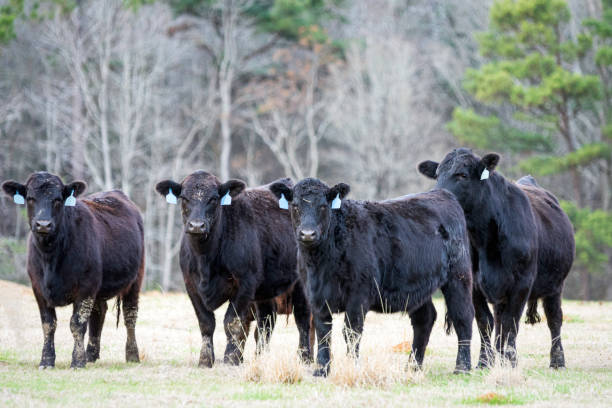 istock Four Angus cows in winter pasture 1459902184