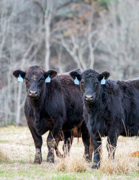 istock Two Angus cows in winter - portrait 1459902309