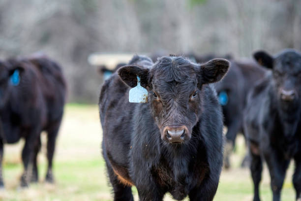istock Angus calf in January in AL 1459902435