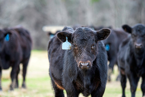 Black Angus calf in foreground looking at camera with rest of herd behind out-of-focus in a January pasture in Alabama.