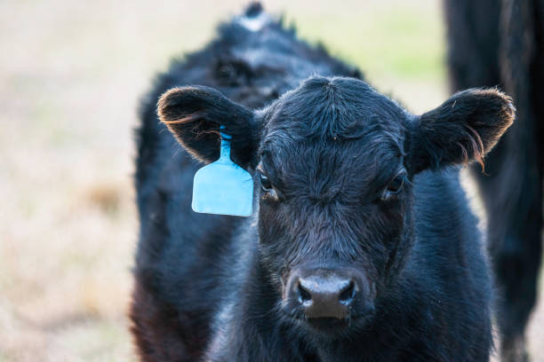 istock Angus calf with blue ear tag 1459902557