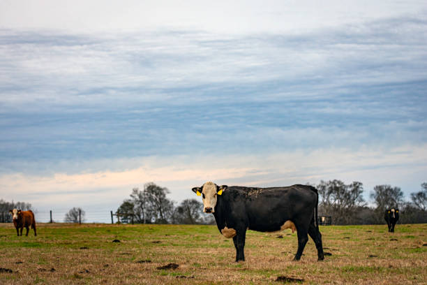 istock Black baldy cow in winter pasture 1459902686