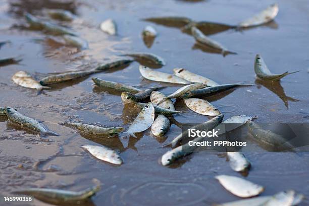 Lots Of Sardine On The Beach Stock Photo - Download Image Now - Anchovy, Asia, Beach