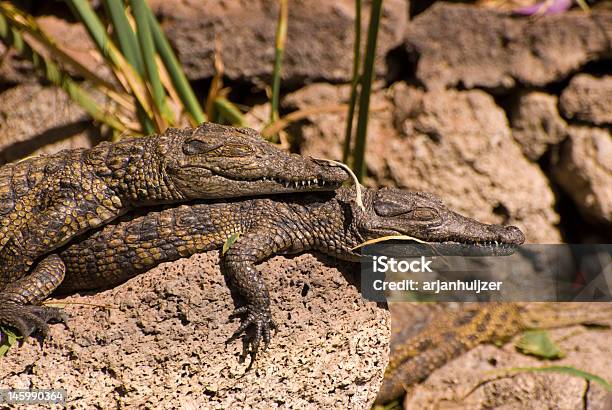 Two Small Alligators Stock Photo - Download Image Now - Aggression, Alligator, American Alligator