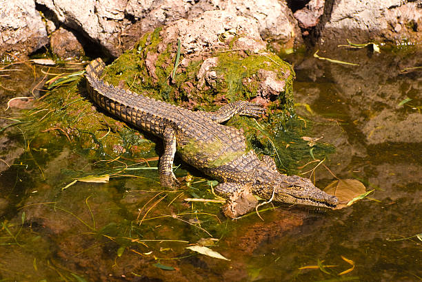 istock Alligator Mississippiensis in Water 145990375