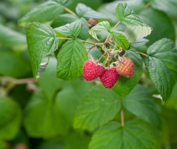 istock Ripe raspberries on a green bush 1459904604