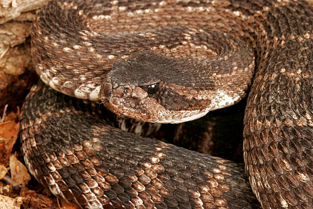 istock Southern Pacific Rattlesnake 145990503
