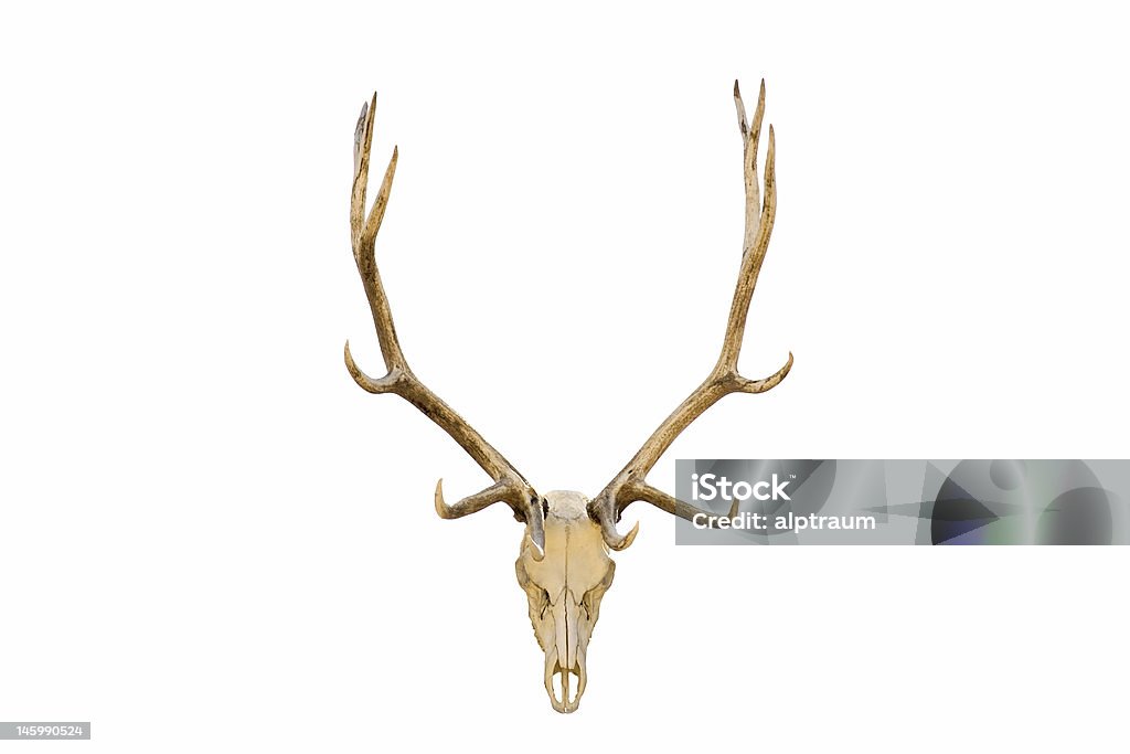 Elk teschio isolato - Foto stock royalty-free di Wapiti