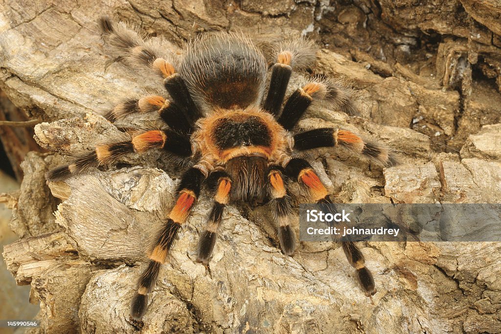 Мексиканский Redknee Tarantula - Стоковые фото Urticating роялти-фри