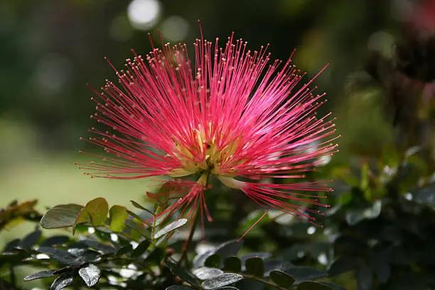 Photo of caliandra flower, balata gardens martinique