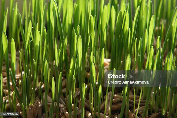 Grüne Stoff Stockfoto und mehr Bilder von Abstrakt - Abstrakt, Bildhintergrund, Blatt - Pflanzenbestandteile