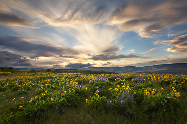 istock Wildflower Field Sunset 145990753