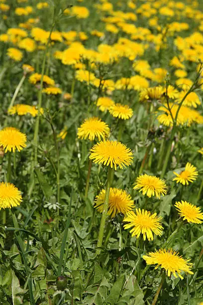 Spring flowers in a field