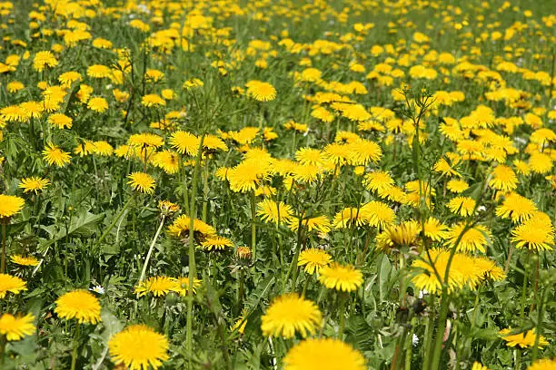 spring flowers in a field