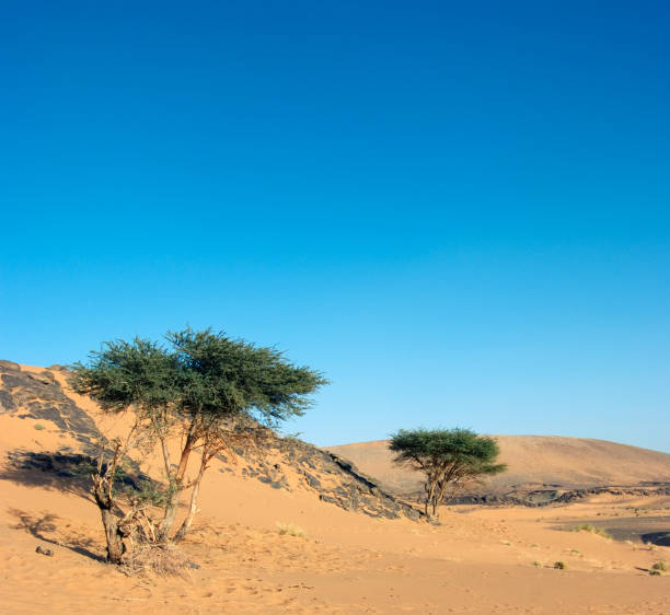 istock Acacias In The Desert 145990894
