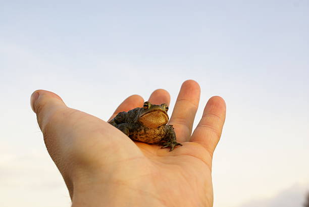 Toad at humans hand stock photo