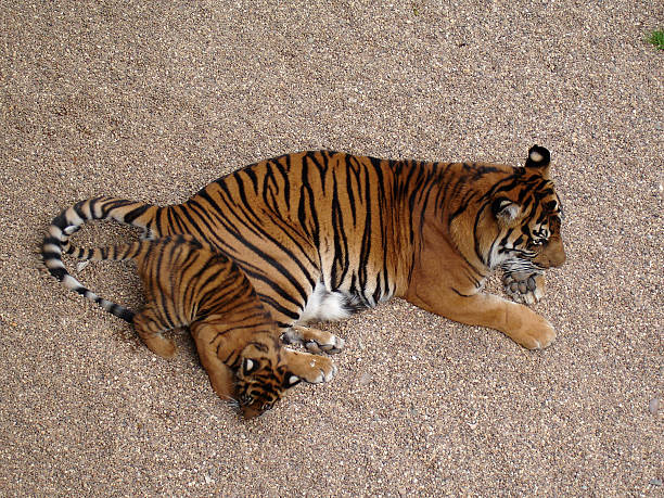 istock Tigress and Her Cub 145991047