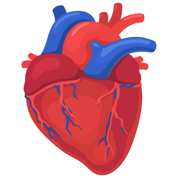 인간의 심장 기관, 신체 부위 - pulse trace human cardiovascular system heart shape heart disease stock illustrations