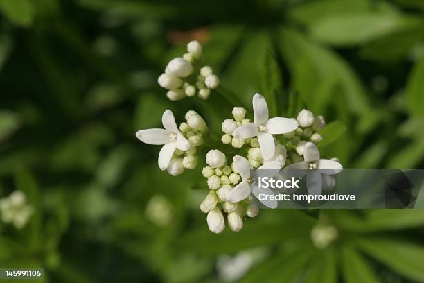 Asperula - Fotografie stock e altre immagini di Aiuola - Aiuola, Ambientazione esterna, Asperula odorata