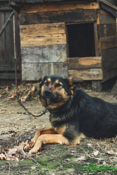 istock Close up cute dog looking at camera concept photo 1459911741