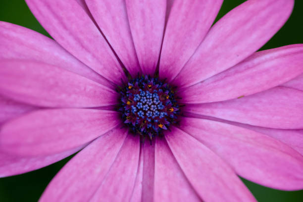 Flowers from the garden