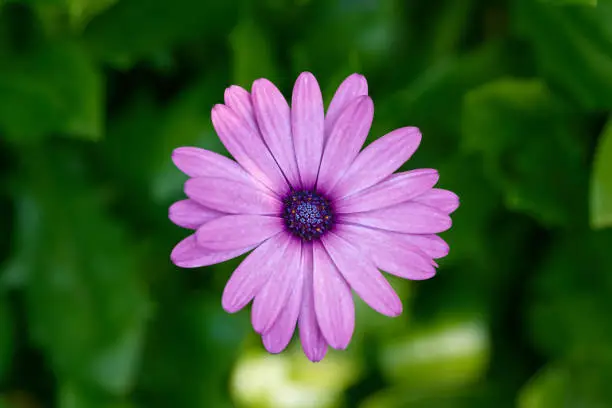 Macro Shot Of Pink Daisy Flower