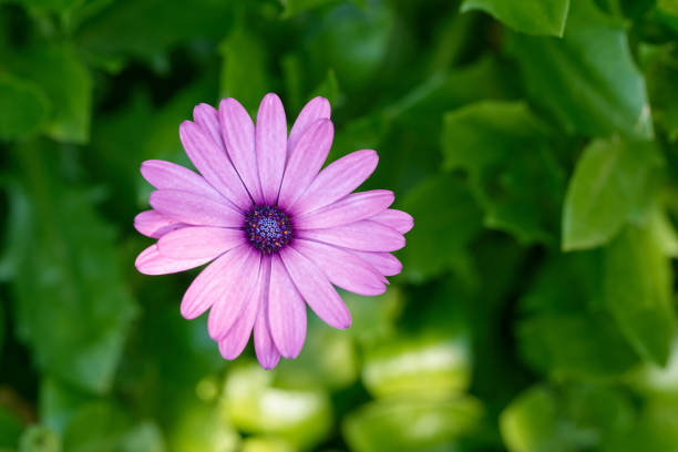 istock Macro Shot Of Pink Daisy Flower 1459912199