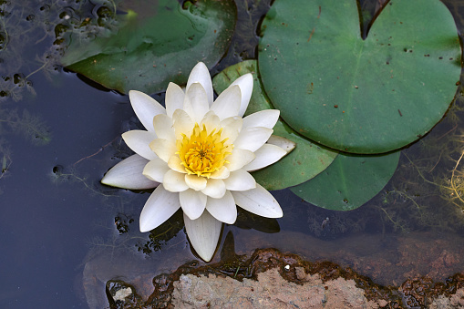 White water lily Nymphaea alba floating in a pond