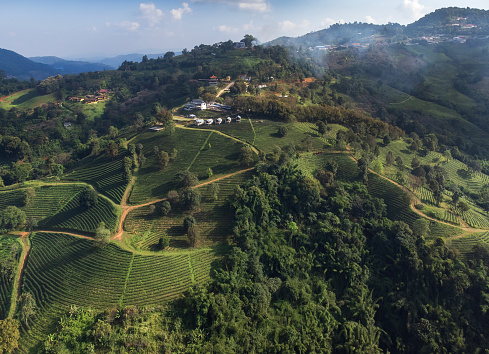 Beautiful morning aerial landscape view of tea plantations at Doi Mae Salong, Chiang Rai, Thailand