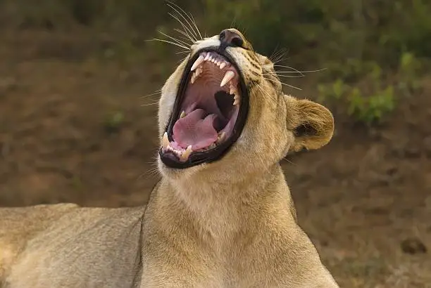 Photo of Yawning Lion