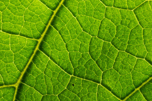 istock Abstract green leaves texture for background. Natural environment, ecological concept 1459913654
