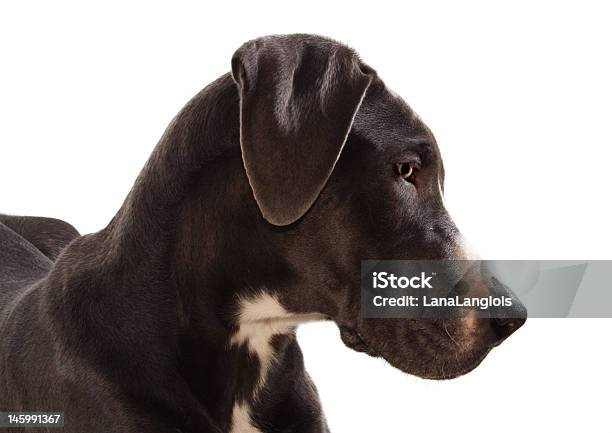 Great Danes Dog Stock Photo - Download Image Now - Animal, Animal Body Part, Animal Head