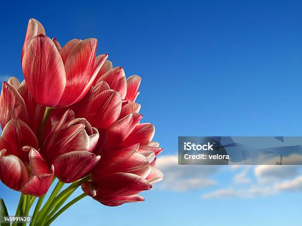 Tulipanes Rojos Foto de stock y más banco de imágenes de Aire libre - Aire libre, Azul, Belleza de la naturaleza