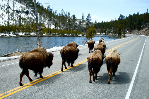 A herd of buffalo migrate on a quiet highway in Yellowstone National Park.
