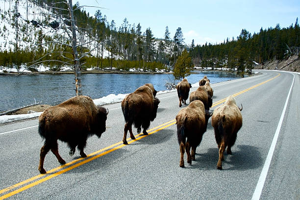 Buffalo walking on a road next to a lake stock photo