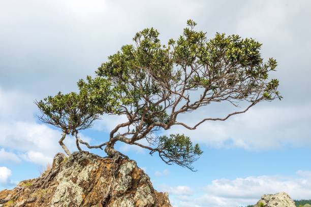 istock Landscape view with a Pohutukawa tree growing on a rocky cliff against cloudy sky 1459915187