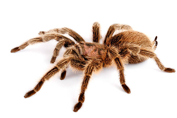 istock Chilean Rose Hair Tarantula 145991531