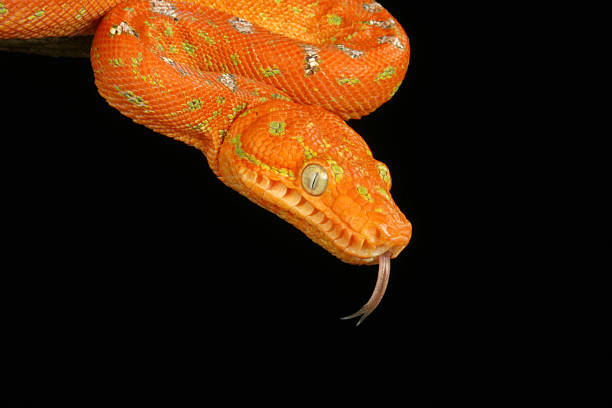 Emerald Tree Boa Emerald Tree Boa (Corallus caninus). Aggressive. Will strike with little provocation. Harmless to humans but its bite can be painful. Resembles the Green Tree Python. green boa snake corallus caninus stock pictures, royalty-free photos & images