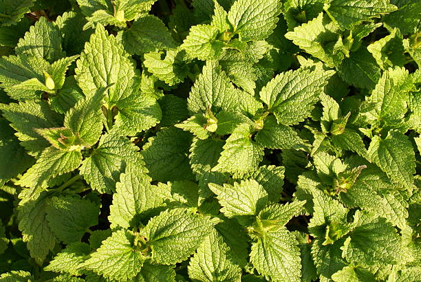 Nettle stock photo