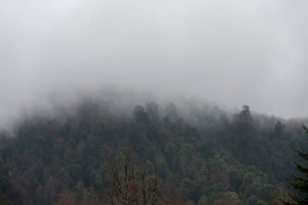 Free Stock Photo of Foggy Mountain Landscape With Foreground Trees ...